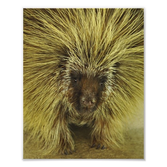 Cute Texas Porcupine Photo Print (Front)