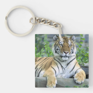 Cute Tiger in grass Key Ring