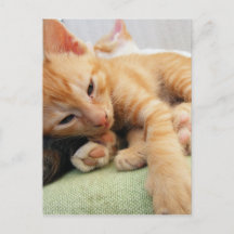 Cute Tiger Stripe Kitten