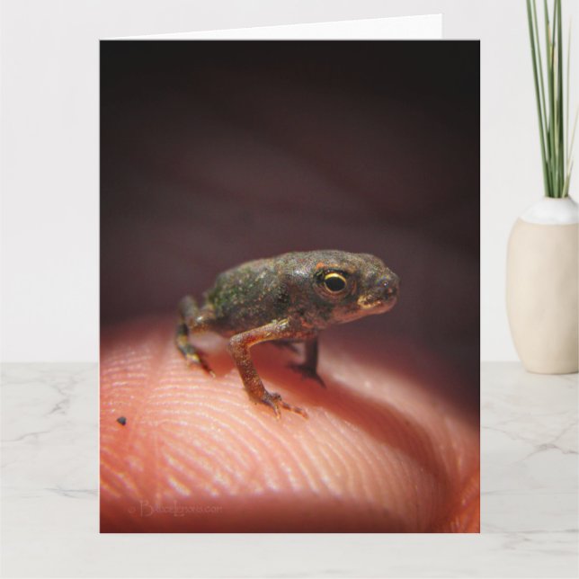 Cute Tiny Baby Toad / Tadpole Card (Front)