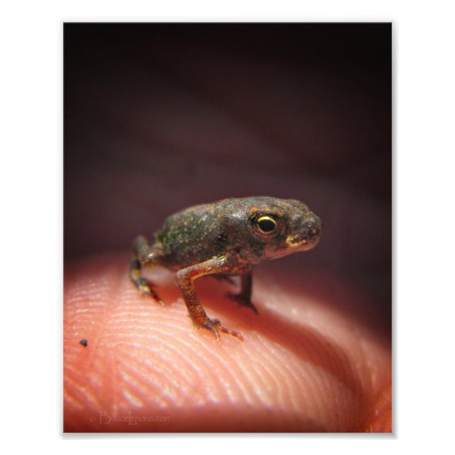 Cute Tiny Baby Toad / Tadpole Photo Print (Front)