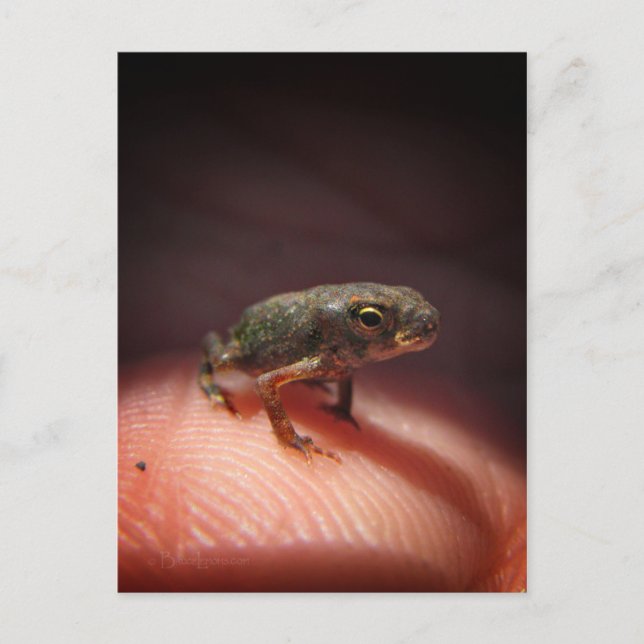 Cute Tiny Baby Toad / Tadpole Postcard (Front)