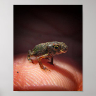 Cute Tiny Baby Toad / Tadpole Poster