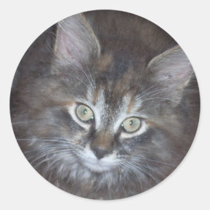 Cute Torbie Kitten Classic Round Sticker