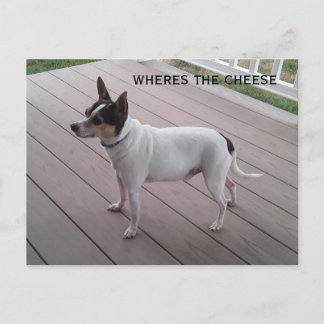 cute toy fox terrier/chihuahua dog postcard