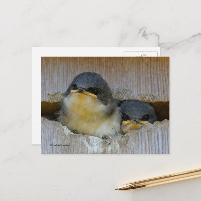 Cute Tree Swallow Babies Looking at Big World Postcard (Front/Back In Situ)