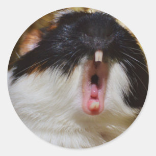 Cute Tri-colour Guinea Pig Yawning Classic Round Sticker