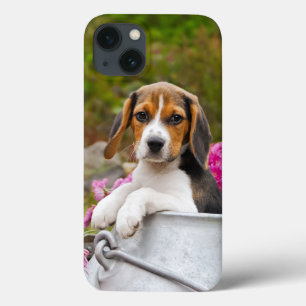 Cute Tricolor Beagle Dog Puppy Pet in a Milk Churn iPhone 13 Case