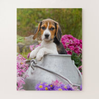Cute Tricolor Beagle Dog Puppy Pet in a Milk Churn