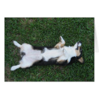 Cute Tricolor Corgi Belly Photograph Card