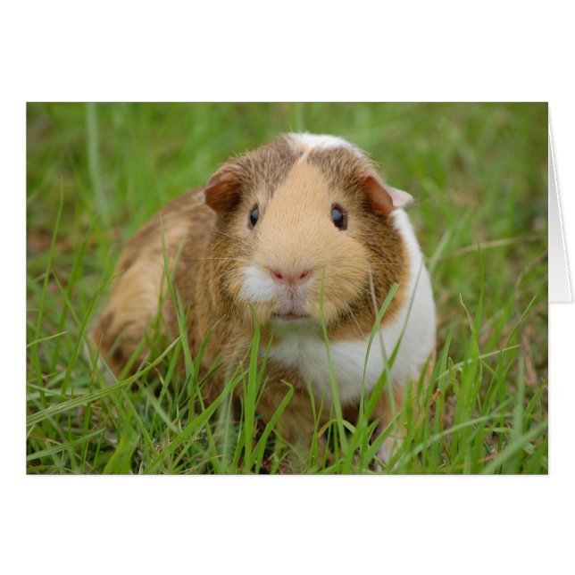 Cute, Tricolor Guinea Pig in Green Glass (Front Horizontal)