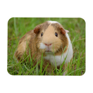 Cute Tricolor Guinea Pig in Green Grass Magnet