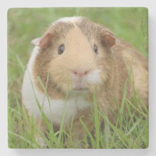 Cute Tricolor Guinea Pig in Green Grass Stone Coaster