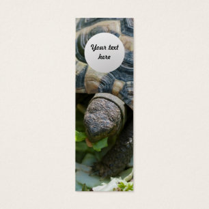 Cute Turtle