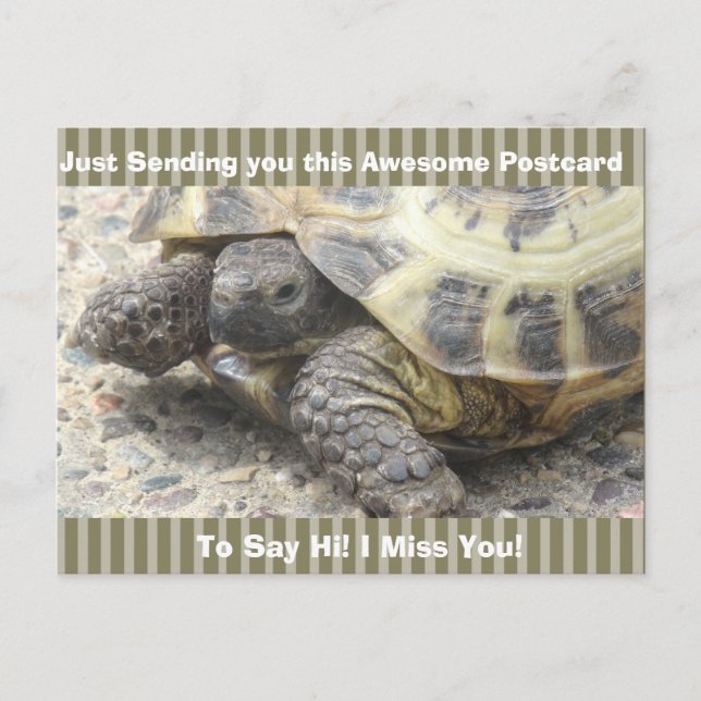 Cute Turtle "I Miss YOU" Saying Hi Post Card (Front)