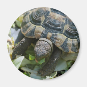 Cute Turtle Magnet