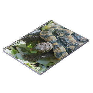 Cute Turtle Notebook