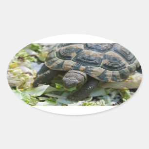 Cute Turtle Oval Sticker