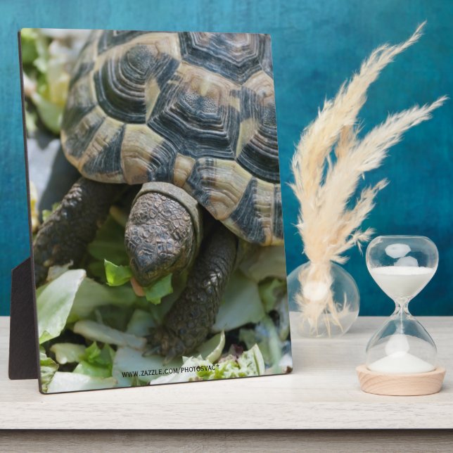 Cute Turtle Plaque (Side)