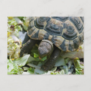 Cute Turtle Postcard