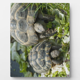 Cute Turtles Plaque