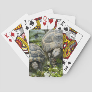 Cute Turtles Playing Cards