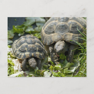 Cute Turtles Postcard