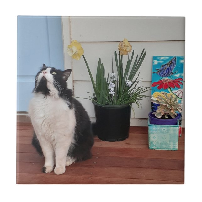 Cute Tuxedo Cat Black White Cats Floral Daffodil Tile (Front)