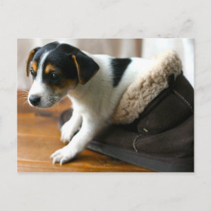 Cute Ugg Puppy Postcard (Jack Russell Terrier)