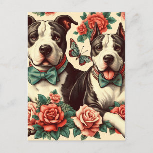 Cute Vintage American Pit Bull Terrier Postcard