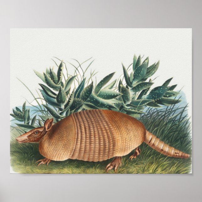 Cute Vintage Armadillo Illustration Poster (Front)