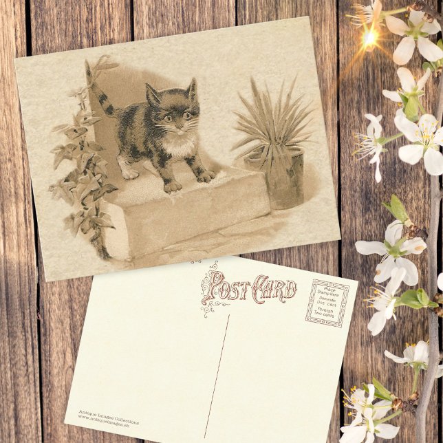 Cute Vintage Cat Drawing Antique French Card (Creator Uploaded)