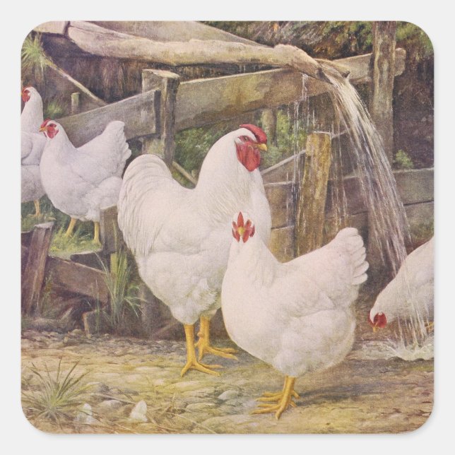 cute vintage farm rooster and chickens square sticker (Front)