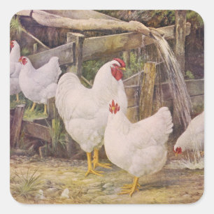 cute vintage farm rooster and chickens square sticker