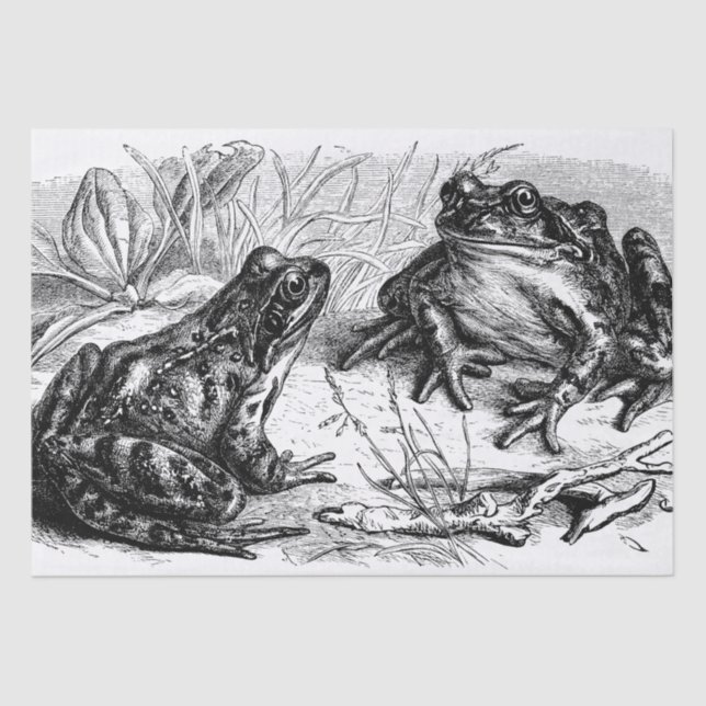 Cute vintage Frogs party Tissue Paper (Front)