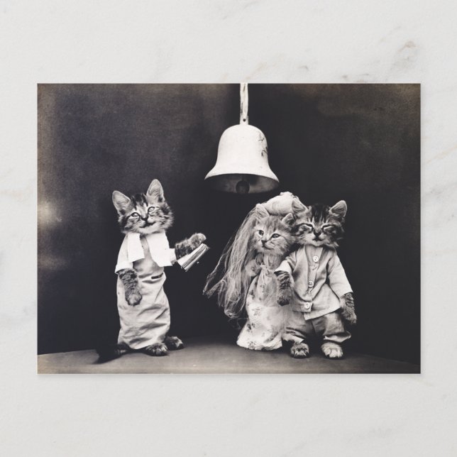 Cute Vintage Funny Kitten Couple Wedding Ceremony Postcard (Front)