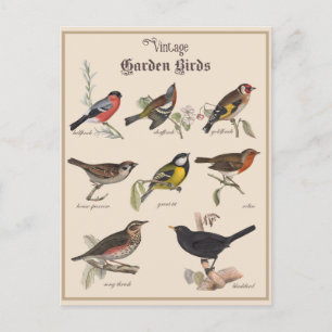 Cute Vintage Garden Birds Postcard