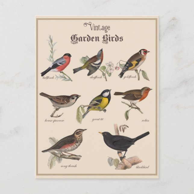 Cute Vintage Garden Birds Postcard (Front)