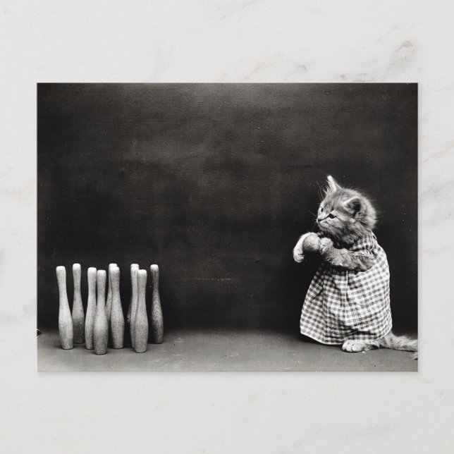 Cute Vintage Kitten Bowling Postcard (Front)