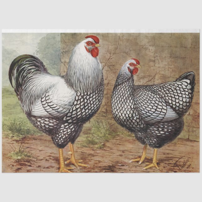 Cute vintage Rooster and hen party Tissue Paper (Front)