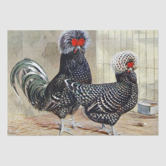 Cute vintage Rooster and hen party Tissue Paper (Front)