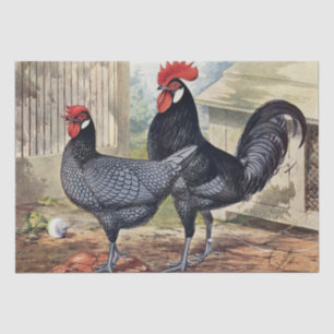 Cute vintage Rooster and hen party Tissue Paper