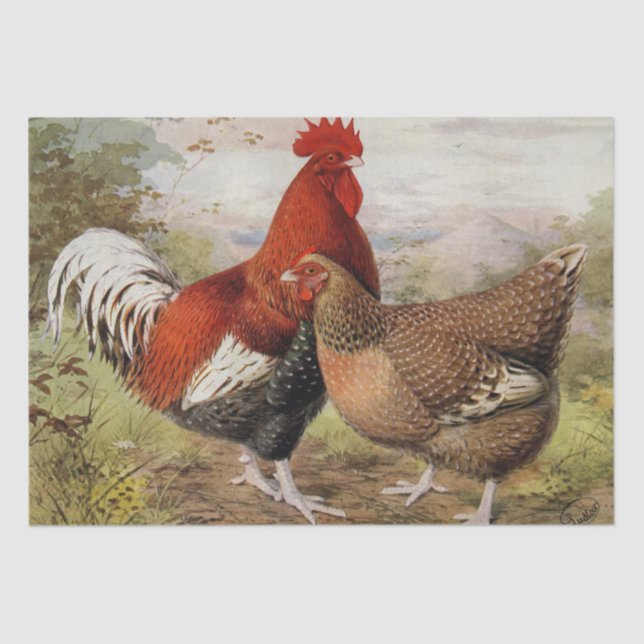 Cute vintage rooster hen party Country Tissue Paper (Front)