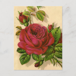 cute vintage roses postcard