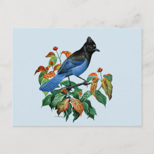 Cute Vintage Stellars Jay bird postcard