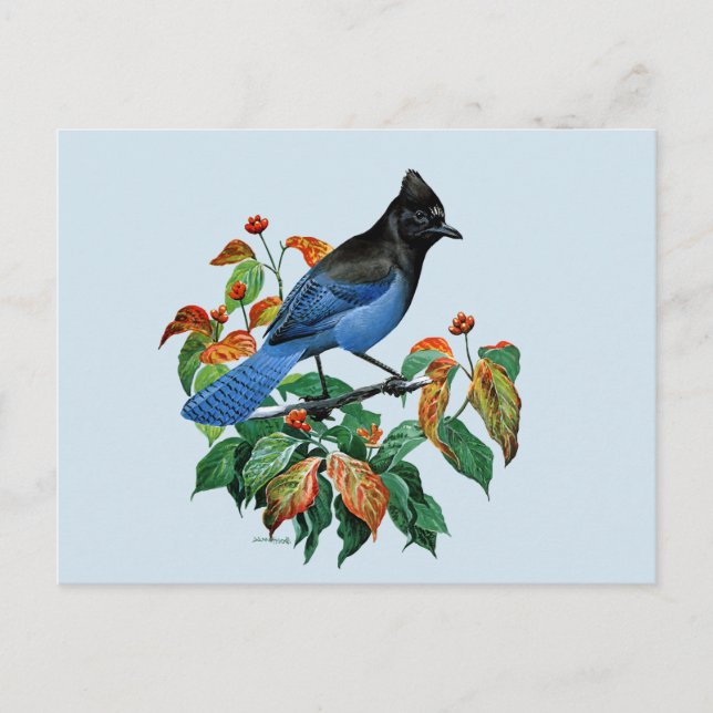 Cute Vintage Stellars Jay bird postcard (Front)