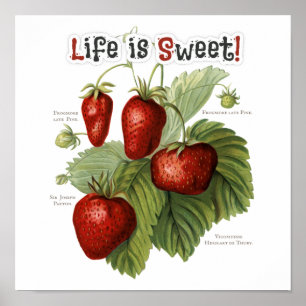 Cute Vintage Strawberry Varieties Life is Sweet Poster