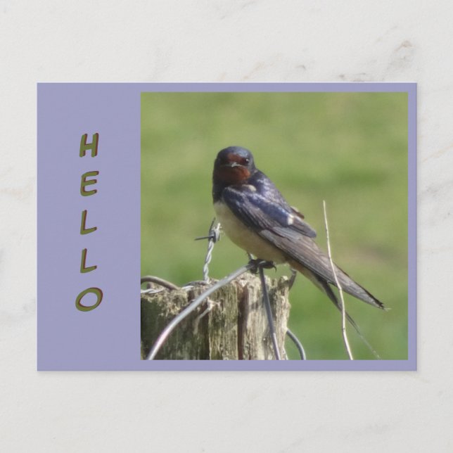 Cute Watching Barn Swallow Cust. HELLO Postcard (Front)