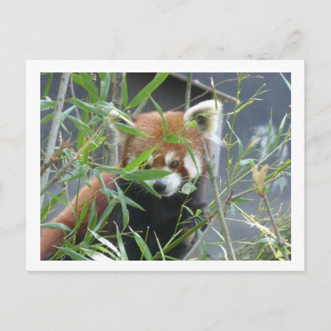 Cute Watching Red Panda DIY Postcard (Front)
