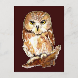 Cute Watercolor Saw Whet Owl, Bird, Animal Postcard